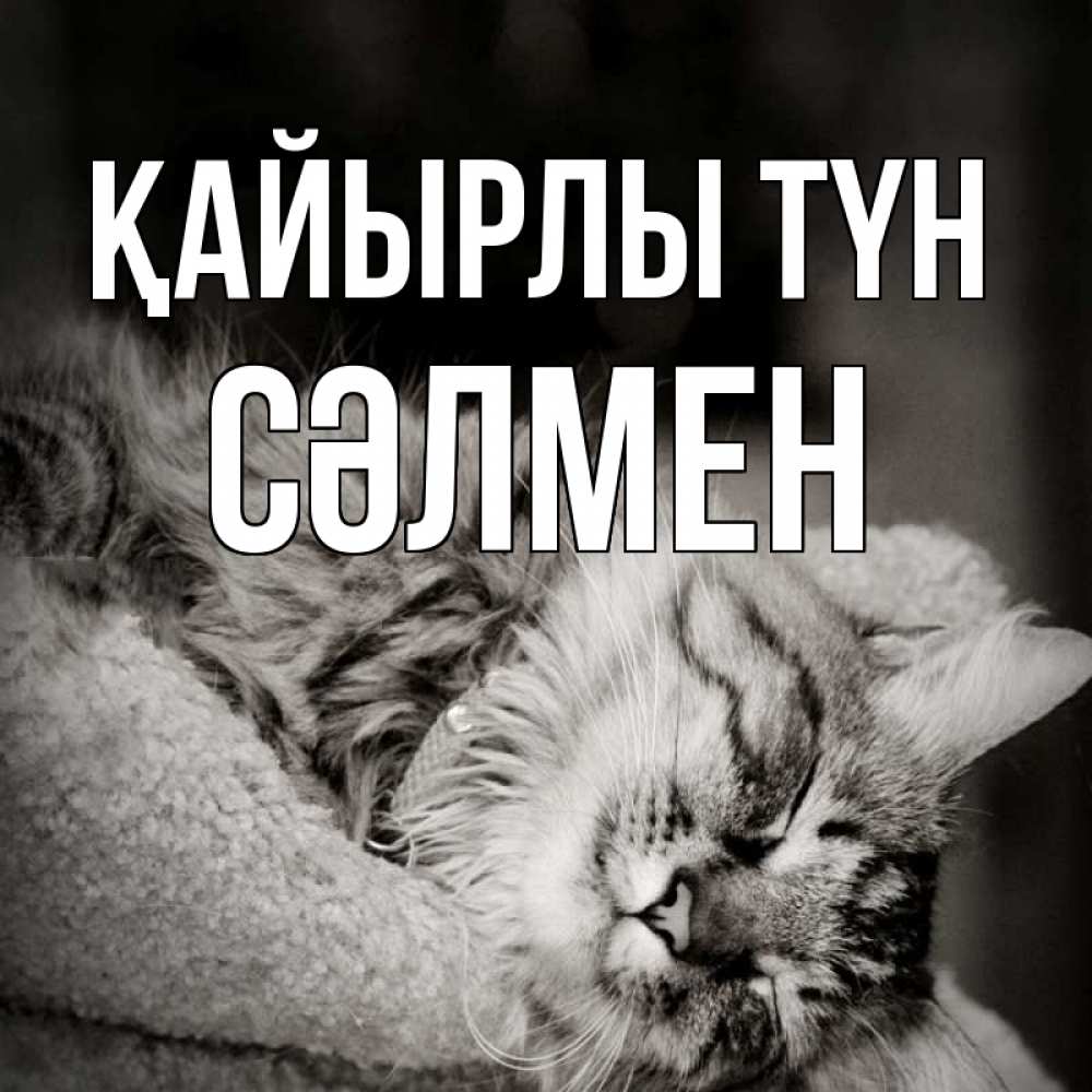 Күн сайын ашық хат с именем, СӘЛМЕН Қайырлы түн котярик пушистый Онлайн тегін жүктеп алу тілектері бар керемет карта 