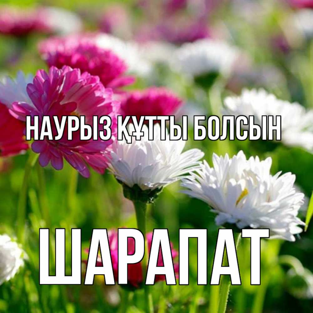 Күн сайын ашық хат с именем, ШАРАПАТ Наурыз құтты болсын наурыз Онлайн тегін жүктеп алу тілектері бар керемет карта 