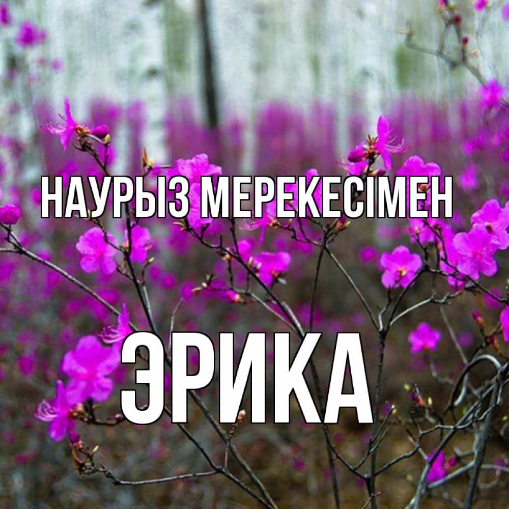 Күн сайын ашық хат с именем, Эрика Наурыз мерекесімен дикие цветы Онлайн тегін жүктеп алу тілектері бар керемет карта 