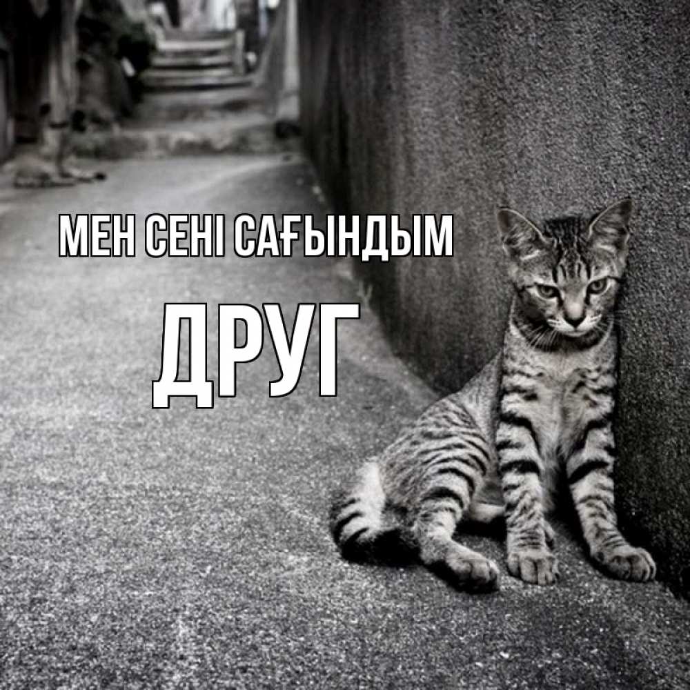 Күн сайын ашық хат с именем, Друг Мен сені сағындым одиноко котику Онлайн тегін жүктеп алу тілектері бар керемет карта 