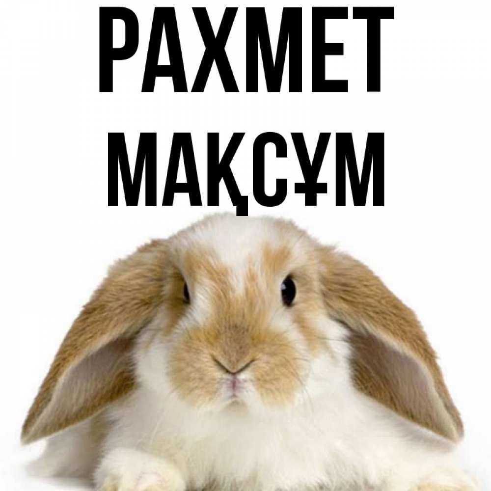 Күн сайын ашық хат с именем, МАҚСҰМ рахмет коричнево белый заяц Онлайн тегін жүктеп алу тілектері бар керемет карта 