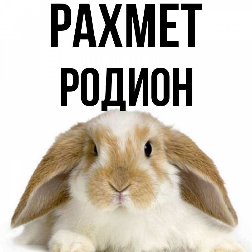 Күн сайын ашық хат с именем, Родион рахмет коричнево белый заяц Онлайн тегін жүктеп алу тілектері бар керемет карта 