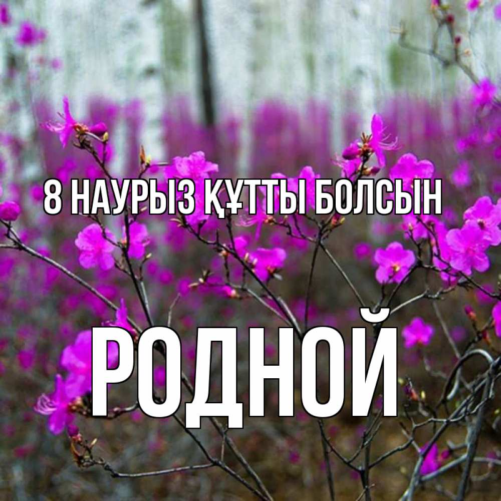 Күн сайын ашық хат с именем, Родной 8 наурыз құтты болсын дикие цветы Онлайн тегін жүктеп алу тілектері бар керемет карта 