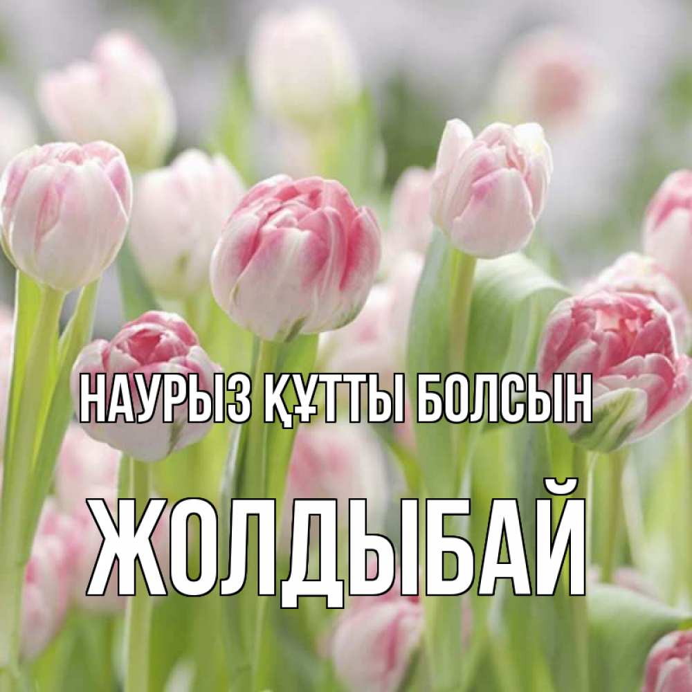 Күн сайын ашық хат с именем, Жолдыбай Наурыз құтты болсын цветы Онлайн тегін жүктеп алу тілектері бар керемет карта 