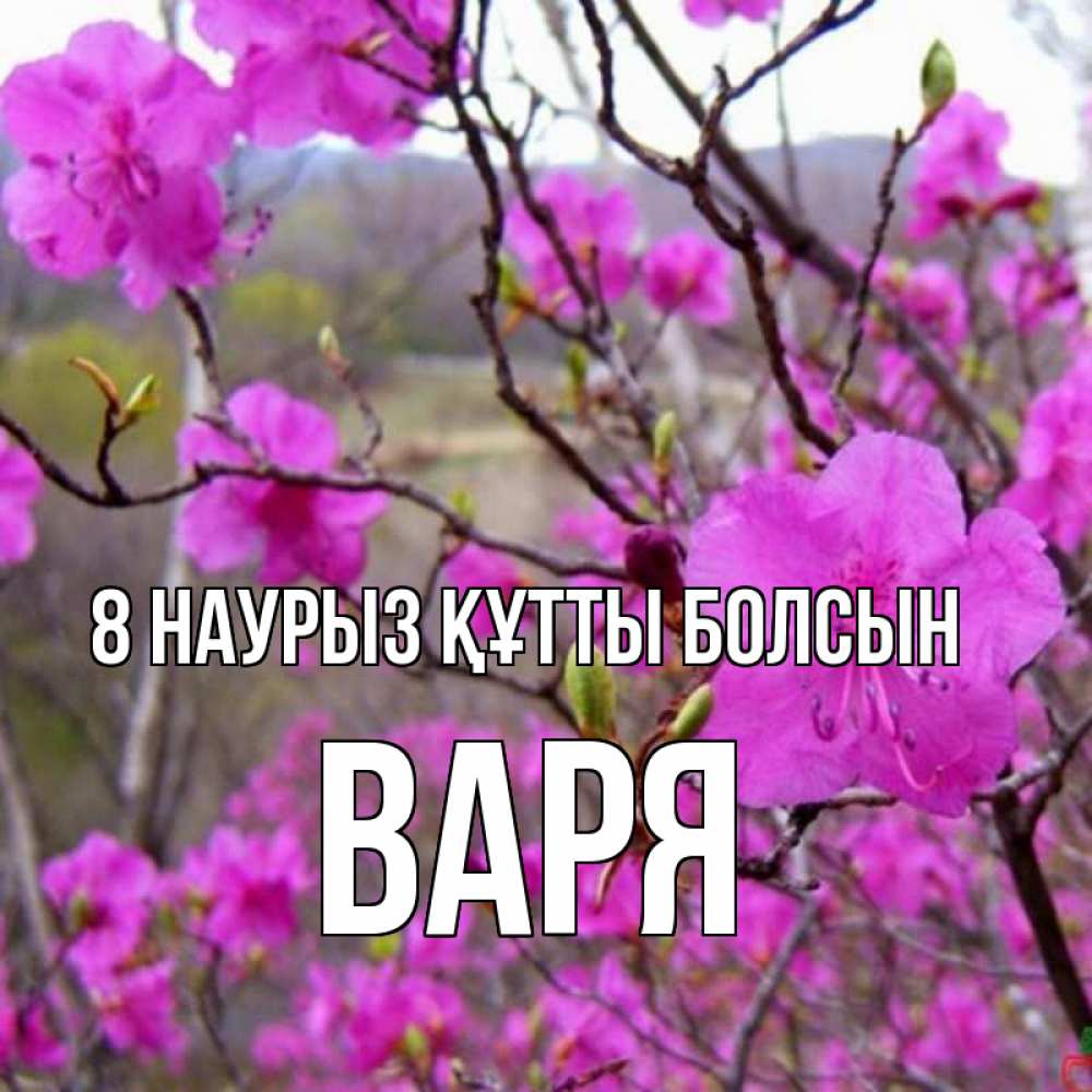 Күн сайын ашық хат с именем, Варя 8 наурыз құтты болсын международный женский день Онлайн тегін жүктеп алу тілектері бар керемет карта 