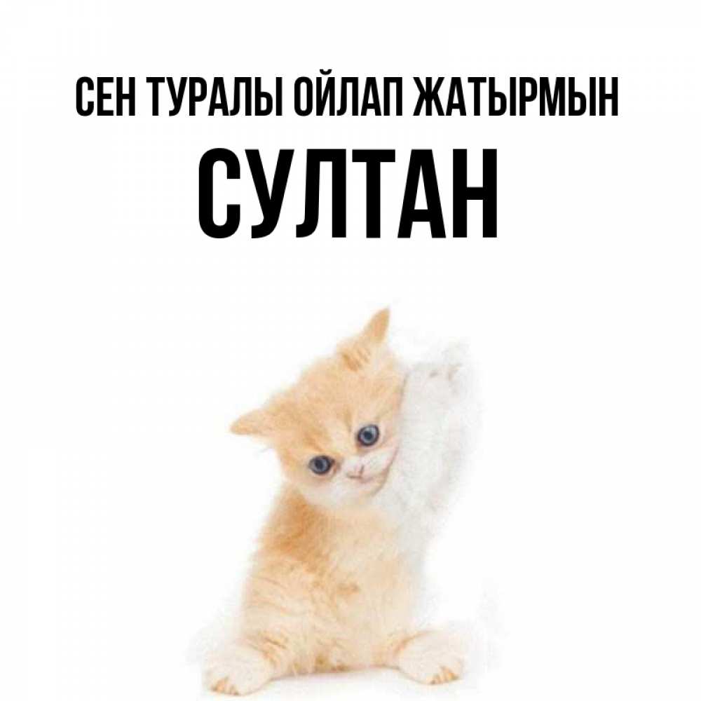 Күн сайын ашық хат с именем, Султан Сен туралы ойлап жатырмын зверушки и милота Онлайн тегін жүктеп алу тілектері бар керемет карта 