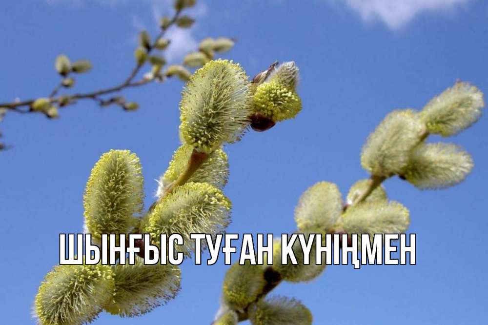 Картинка  с именем , ШЫНҒЫС! ТУҒАН КҮНІҢМЕН!