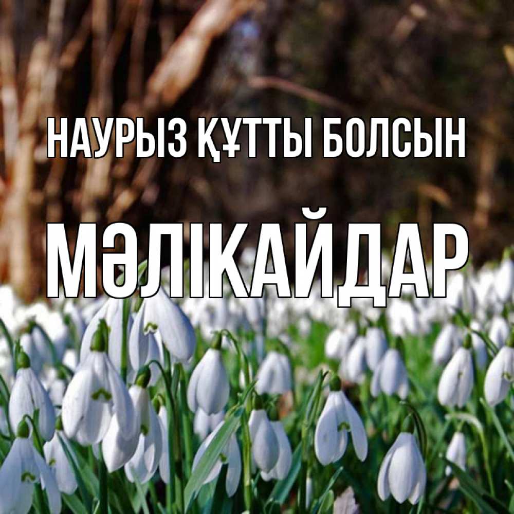 Күн сайын ашық хат с именем, МӘЛІКАЙДАР Наурыз құтты болсын с подснежниками 1 Онлайн тегін жүктеп алу тілектері бар керемет карта 