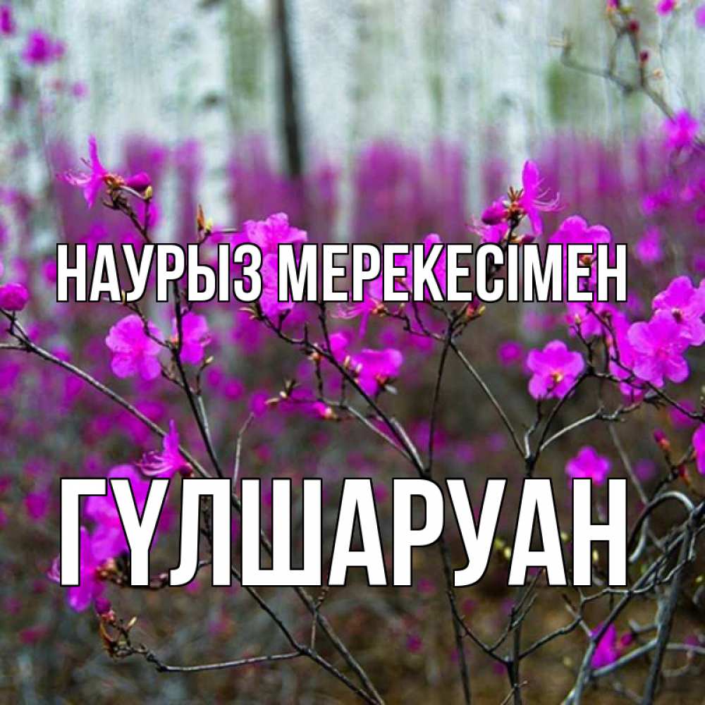 Күн сайын ашық хат с именем, ГҮЛШАРУАН Наурыз мерекесімен дикие цветы Онлайн тегін жүктеп алу тілектері бар керемет карта 