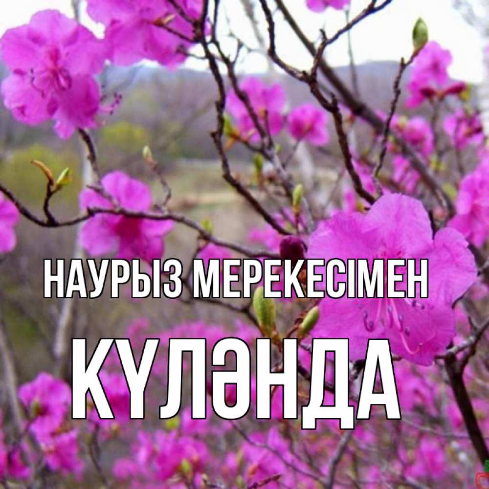 Күн сайын ашық хат с именем, КҮЛӘНДА Наурыз мерекесімен праздник весны наурыз Онлайн тегін жүктеп алу тілектері бар керемет карта 