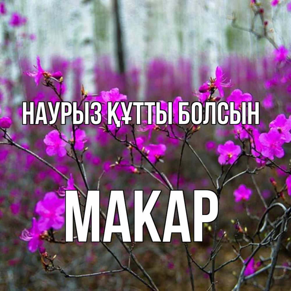 Күн сайын ашық хат с именем, Макар Наурыз құтты болсын дикие цветы Онлайн тегін жүктеп алу тілектері бар керемет карта 