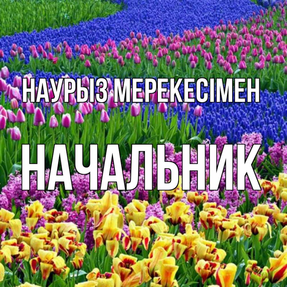 Күн сайын ашық хат с именем, Начальник Наурыз мерекесімен цветы Онлайн тегін жүктеп алу тілектері бар керемет карта 