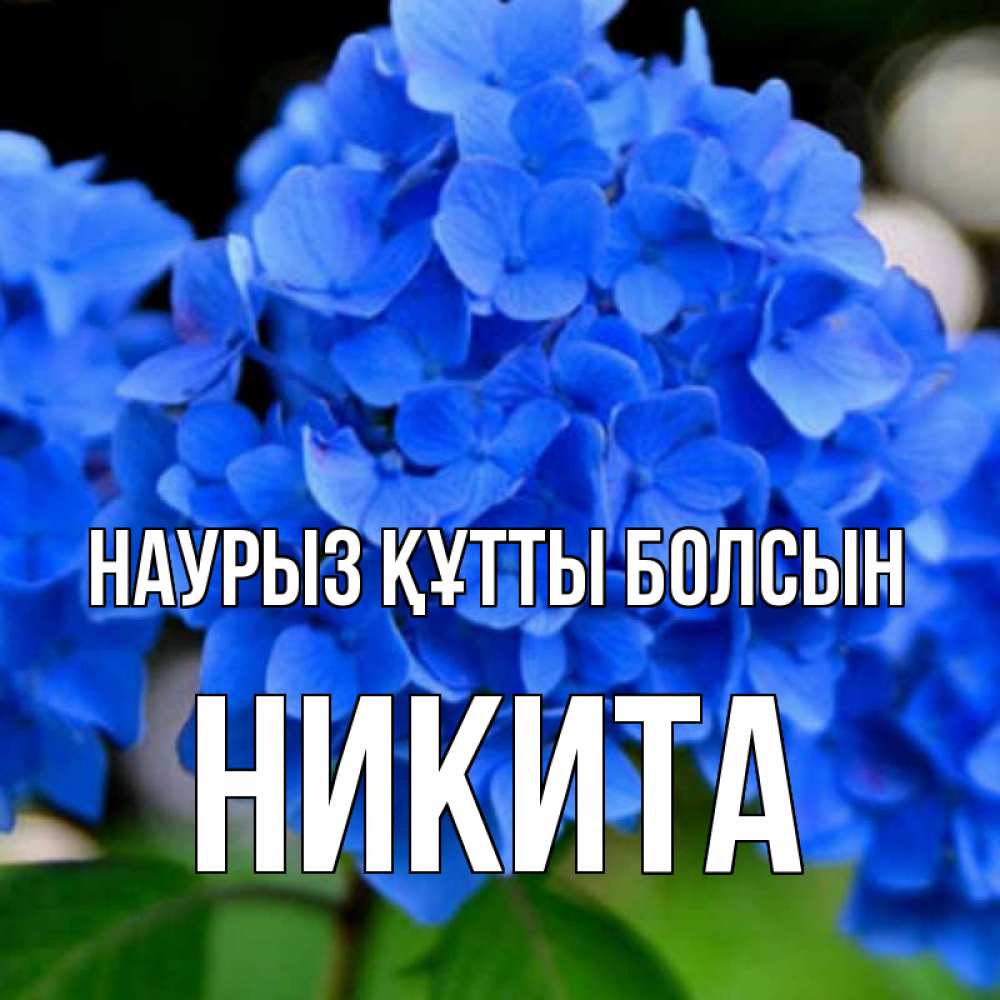 Күн сайын ашық хат с именем, Никита Наурыз құтты болсын синие цветы Онлайн тегін жүктеп алу тілектері бар керемет карта 