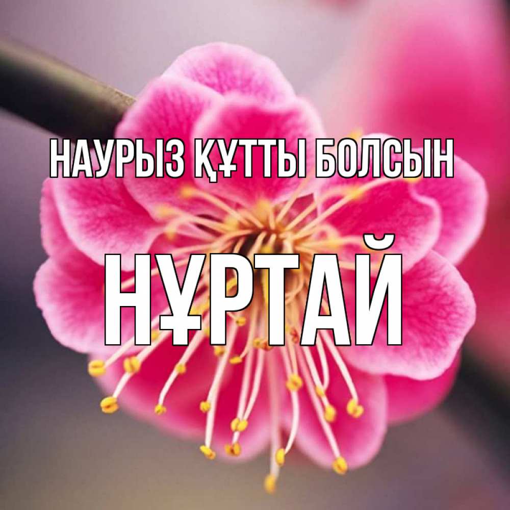 Күн сайын ашық хат с именем, Нұртай Наурыз құтты болсын цветы Онлайн тегін жүктеп алу тілектері бар керемет карта 