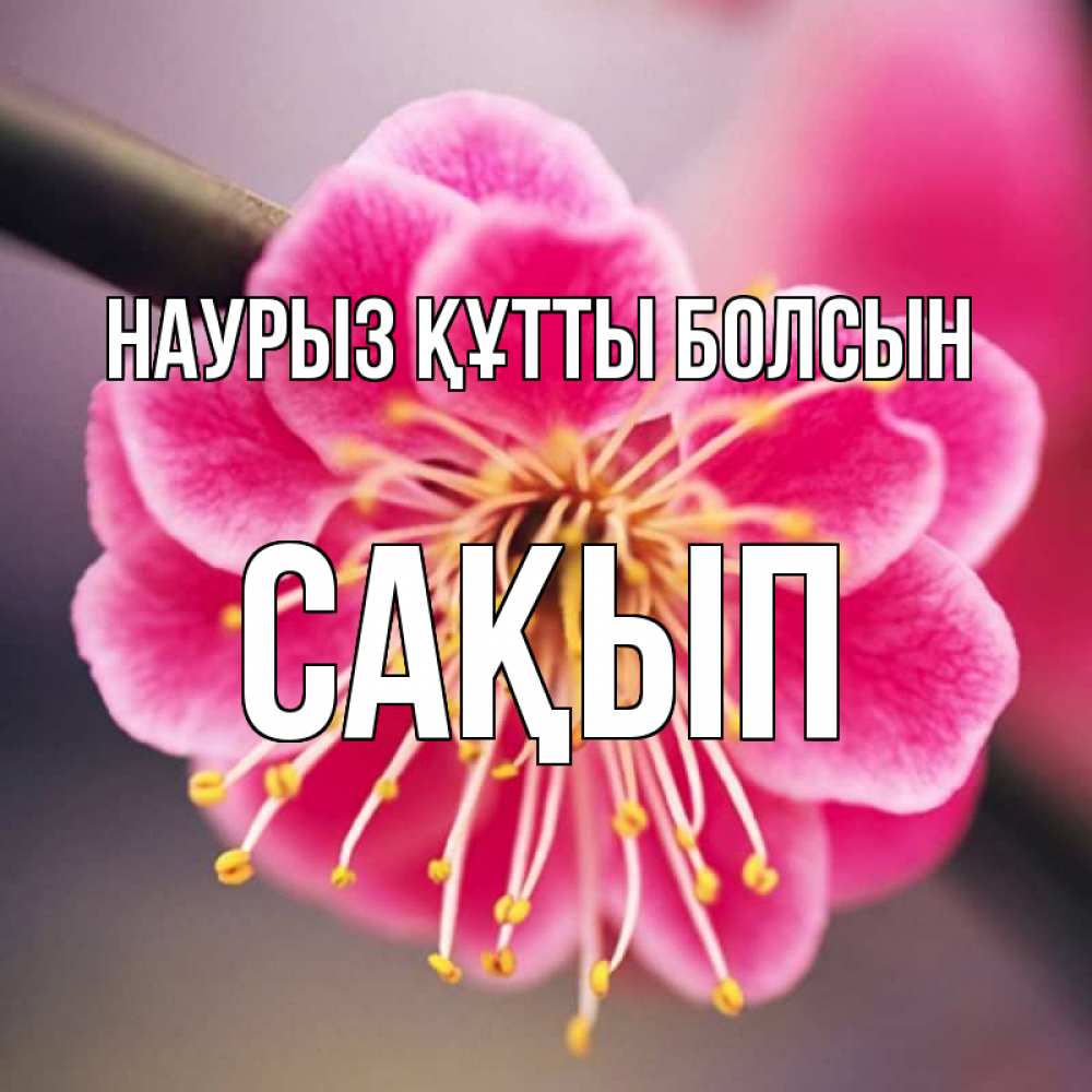 Күн сайын ашық хат с именем, САҚЫП Наурыз құтты болсын цветы Онлайн тегін жүктеп алу тілектері бар керемет карта 