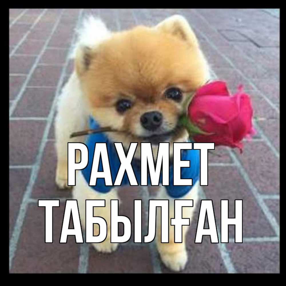 Күн сайын ашық хат с именем, ТАБЫЛҒАН рахмет спасибо и дарю тебе цветок Онлайн тегін жүктеп алу тілектері бар керемет карта 
