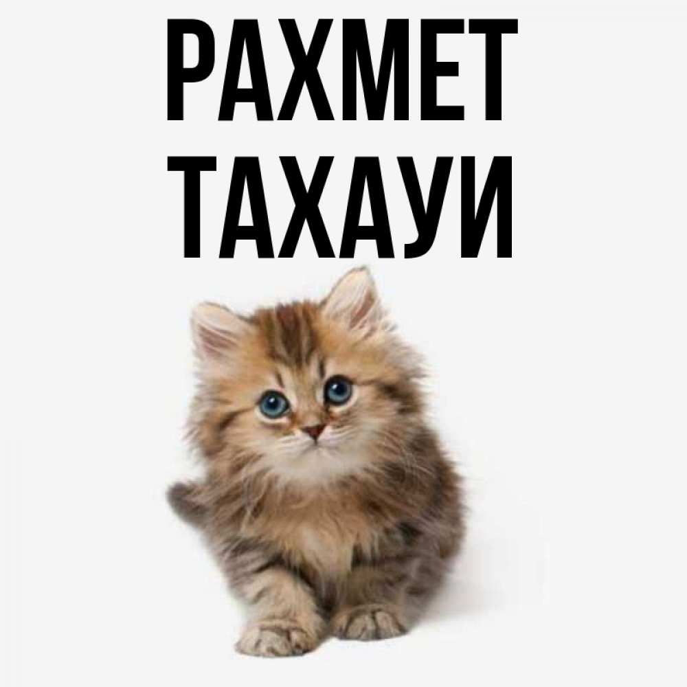 Күн сайын ашық хат с именем, ТАХАУИ рахмет пушистый котик Онлайн тегін жүктеп алу тілектері бар керемет карта 