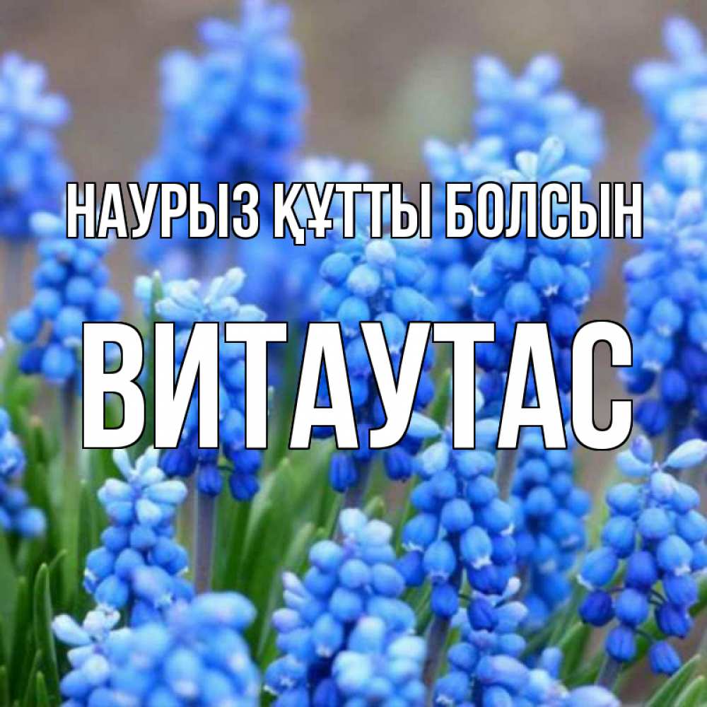 Күн сайын ашық хат с именем, Витаутас Наурыз құтты болсын Поздравительная открытка для женщин с цветами на праздничную дату Онлайн тегін жүктеп алу тілектері бар керемет карта 