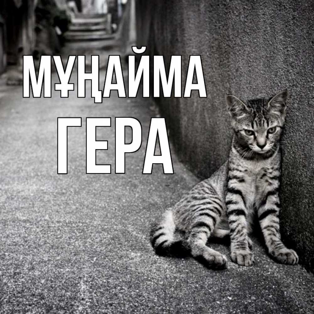 Күн сайын ашық хат с именем, Гера Мұңайма скучающий котик Онлайн тегін жүктеп алу тілектері бар керемет карта 