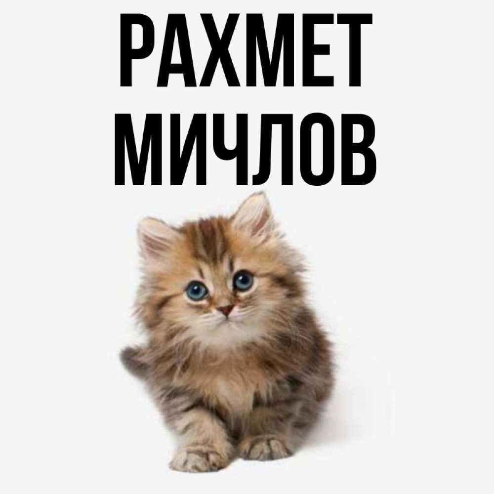 Күн сайын ашық хат с именем, Мичлов рахмет пушистый котик Онлайн тегін жүктеп алу тілектері бар керемет карта 