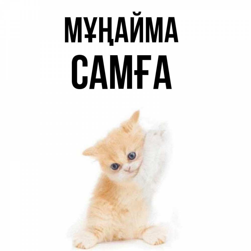 Күн сайын ашық хат с именем, САМҒА Мұңайма просящий кот Онлайн тегін жүктеп алу тілектері бар керемет карта 