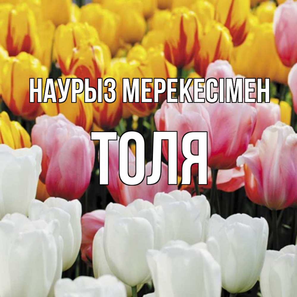 Күн сайын ашық хат с именем, Толя Наурыз мерекесімен разноцветные цветы Онлайн тегін жүктеп алу тілектері бар керемет карта 