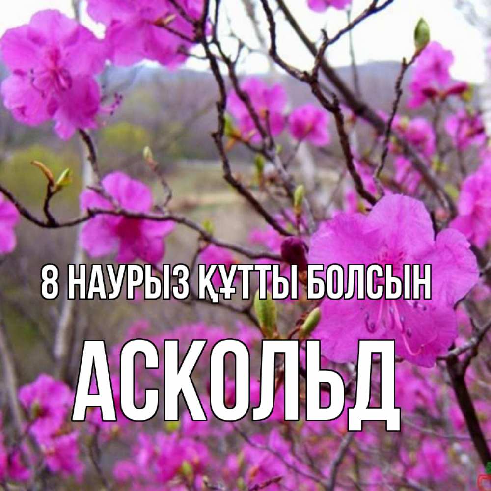 Күн сайын ашық хат с именем, Аскольд 8 наурыз құтты болсын международный женский день Онлайн тегін жүктеп алу тілектері бар керемет карта 