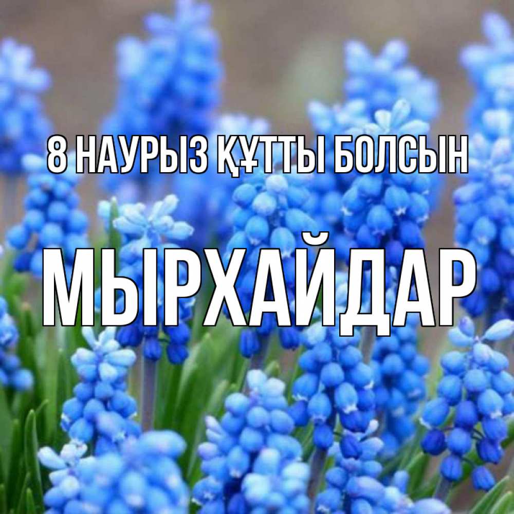 Күн сайын ашық хат с именем, МЫРХАЙДАР 8 наурыз құтты болсын Поздравительная открытка для женщин с цветами на праздничную дату Онлайн тегін жүктеп алу тілектері бар керемет карта 