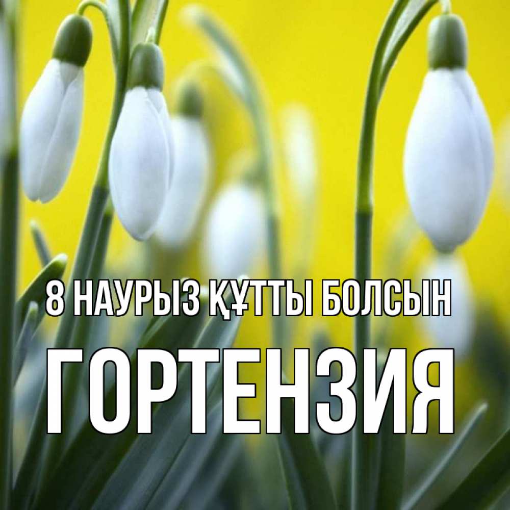 Күн сайын ашық хат с именем, Гортензия 8 наурыз құтты болсын весенние цветы Онлайн тегін жүктеп алу тілектері бар керемет карта 