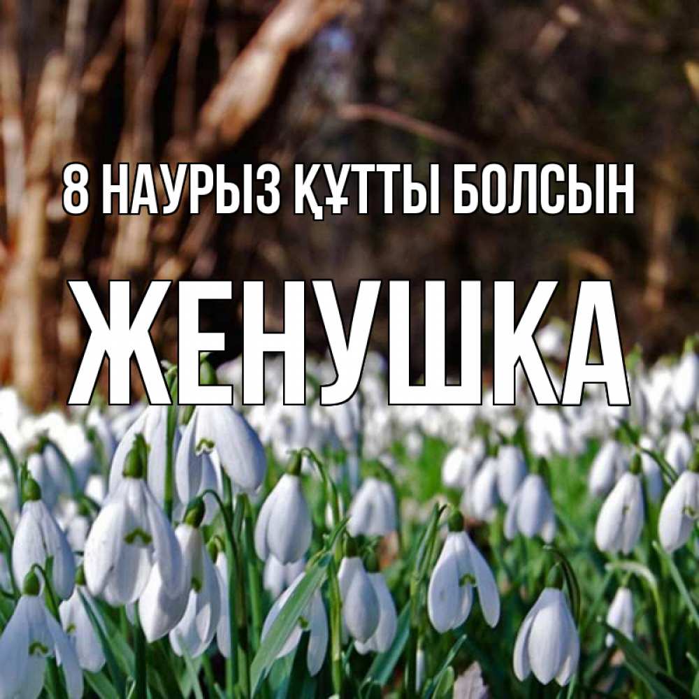 Күн сайын ашық хат с именем, Женушка 8 наурыз құтты болсын с подснежниками 1 Онлайн тегін жүктеп алу тілектері бар керемет карта 