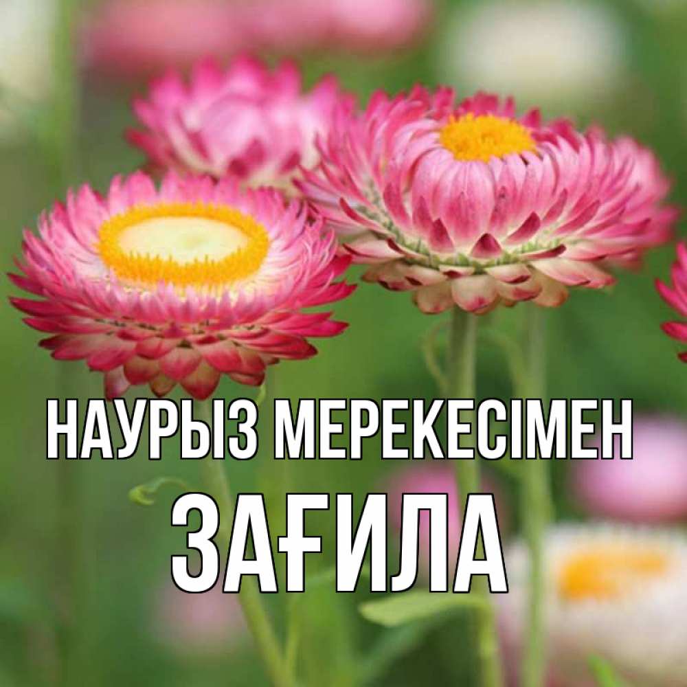 Күн сайын ашық хат с именем, ЗАҒИЛА Наурыз мерекесімен подарок на международный женский день Онлайн тегін жүктеп алу тілектері бар керемет карта 