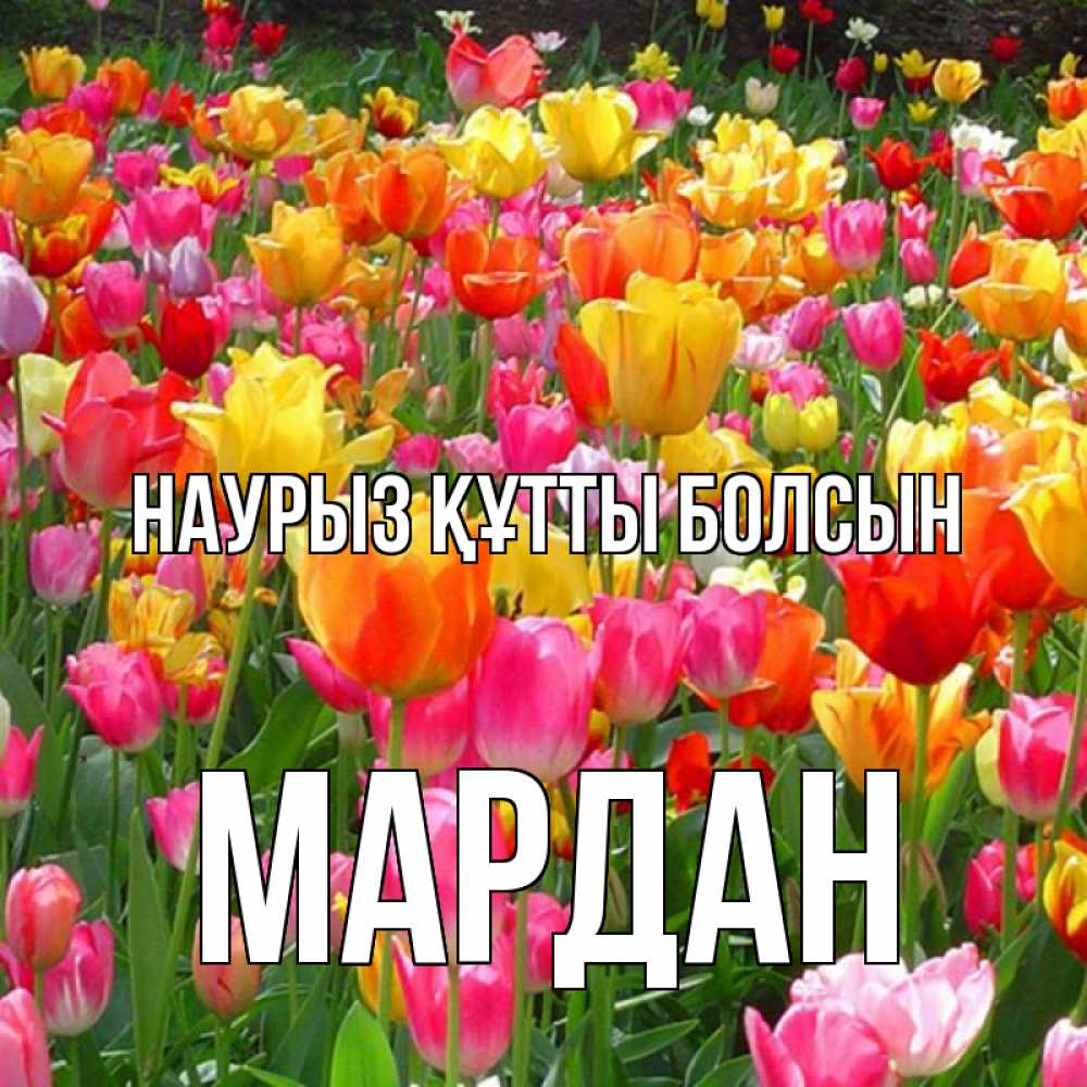 Күн сайын ашық хат с именем, МАРДАН Наурыз құтты болсын на наурыз  ура ура Онлайн тегін жүктеп алу тілектері бар керемет карта 