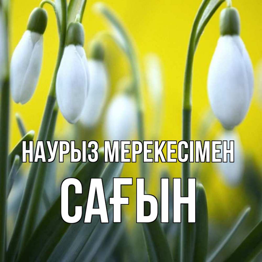 Күн сайын ашық хат с именем, САҒЫН Наурыз мерекесімен весенние цветы Онлайн тегін жүктеп алу тілектері бар керемет карта 