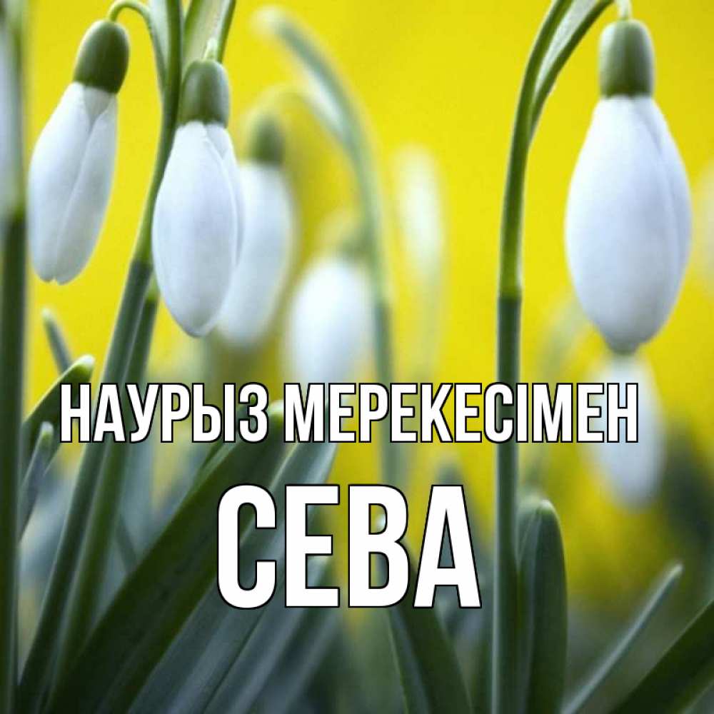 Күн сайын ашық хат с именем, Сева Наурыз мерекесімен весенние цветы Онлайн тегін жүктеп алу тілектері бар керемет карта 