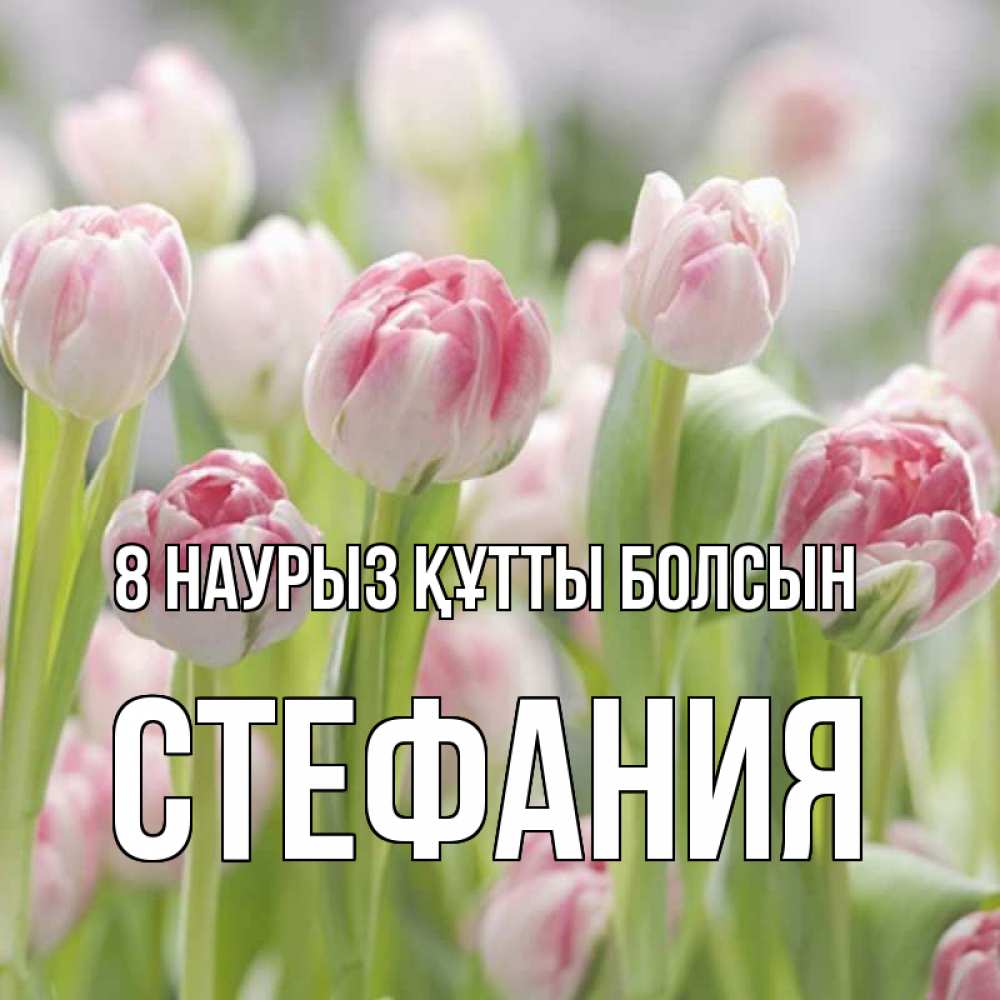 Күн сайын ашық хат с именем, Стефания 8 наурыз құтты болсын цветы Онлайн тегін жүктеп алу тілектері бар керемет карта 