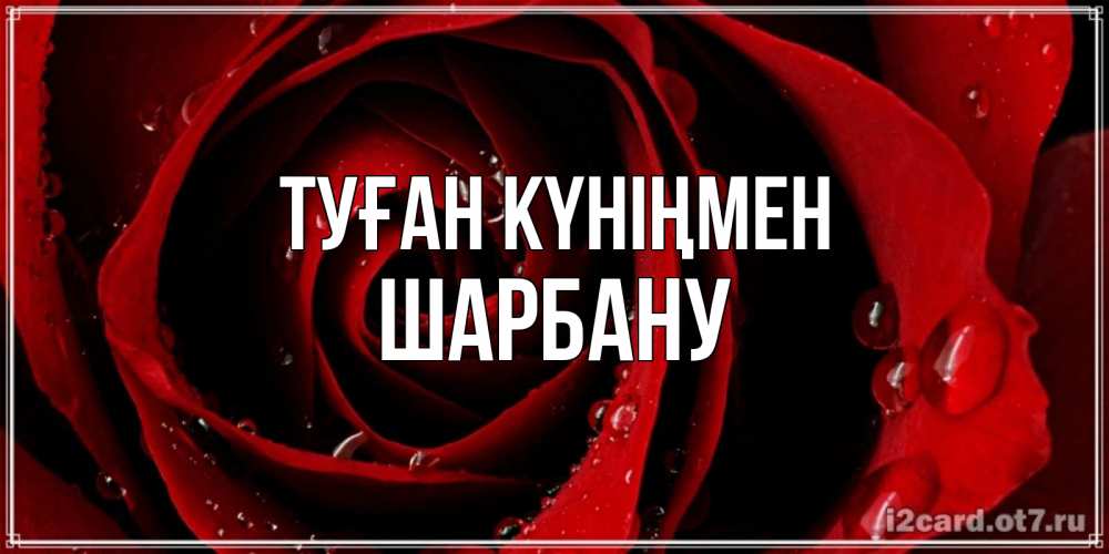 Күн сайын ашық хат с именем, ШАРБАНУ Туған күніңмен крупная бордовая роза Онлайн тегін жүктеп алу тілектері бар керемет карта 