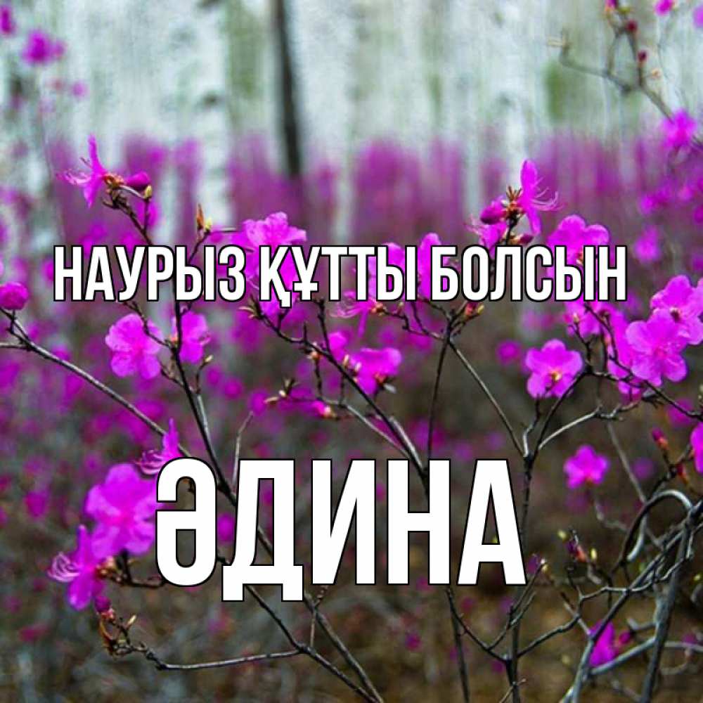 Күн сайын ашық хат с именем, ӘДИНА Наурыз құтты болсын дикие цветы Онлайн тегін жүктеп алу тілектері бар керемет карта 