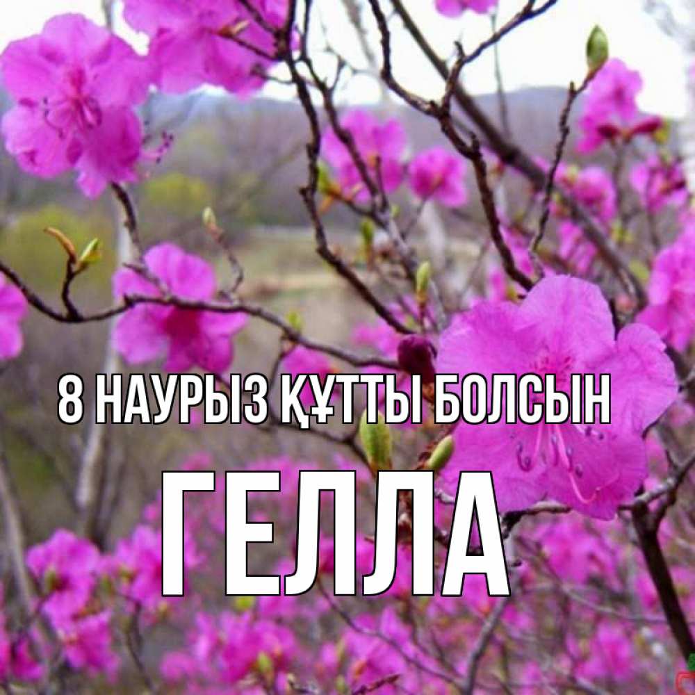 Күн сайын ашық хат с именем, Гелла 8 наурыз құтты болсын международный женский день Онлайн тегін жүктеп алу тілектері бар керемет карта 