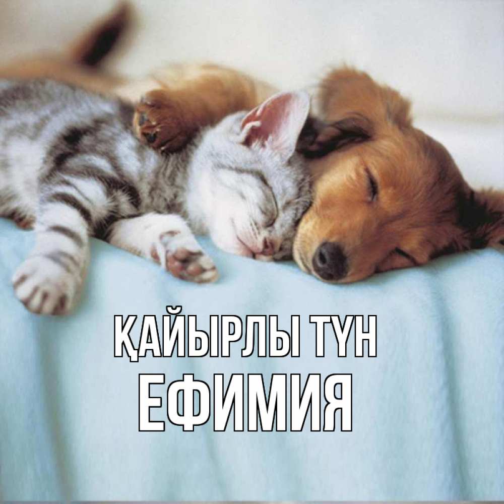 Күн сайын ашық хат с именем, Ефимия Қайырлы түн с животными Онлайн тегін жүктеп алу тілектері бар керемет карта 
