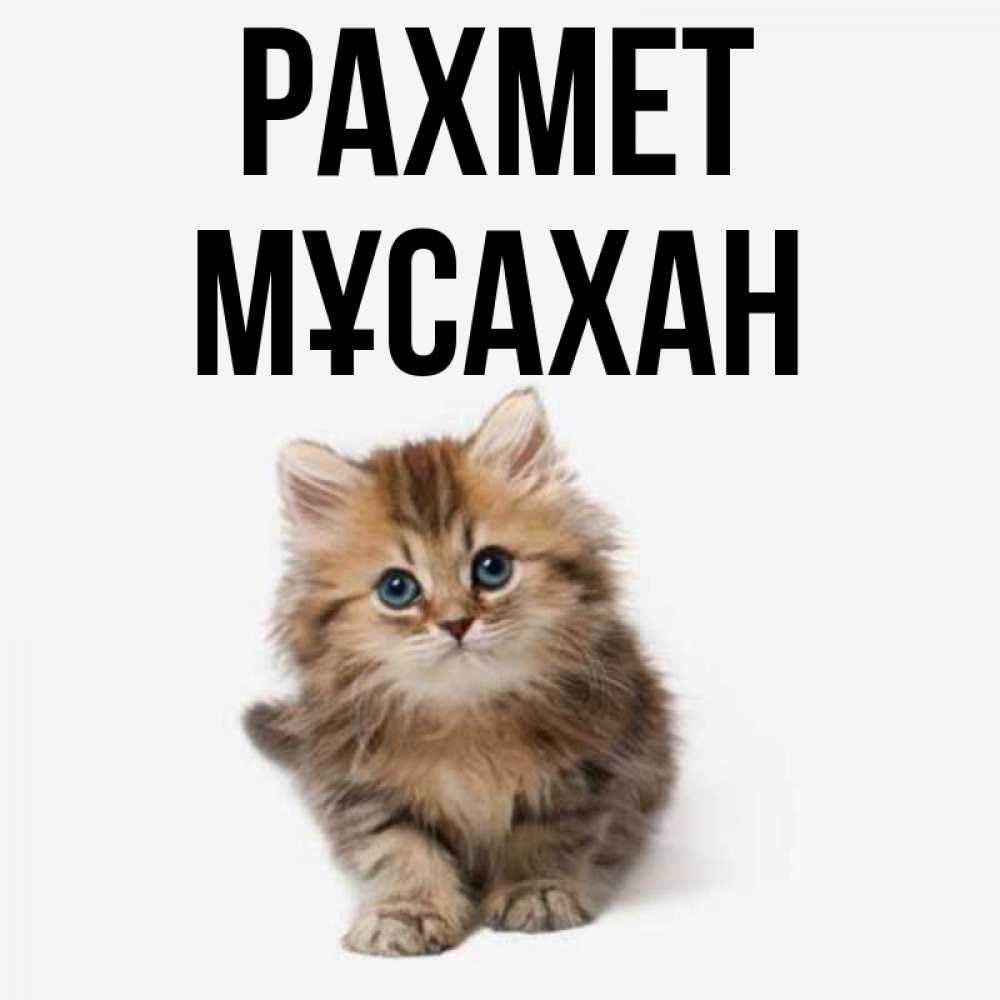Күн сайын ашық хат с именем, Мұсахан рахмет пушистый котик Онлайн тегін жүктеп алу тілектері бар керемет карта 