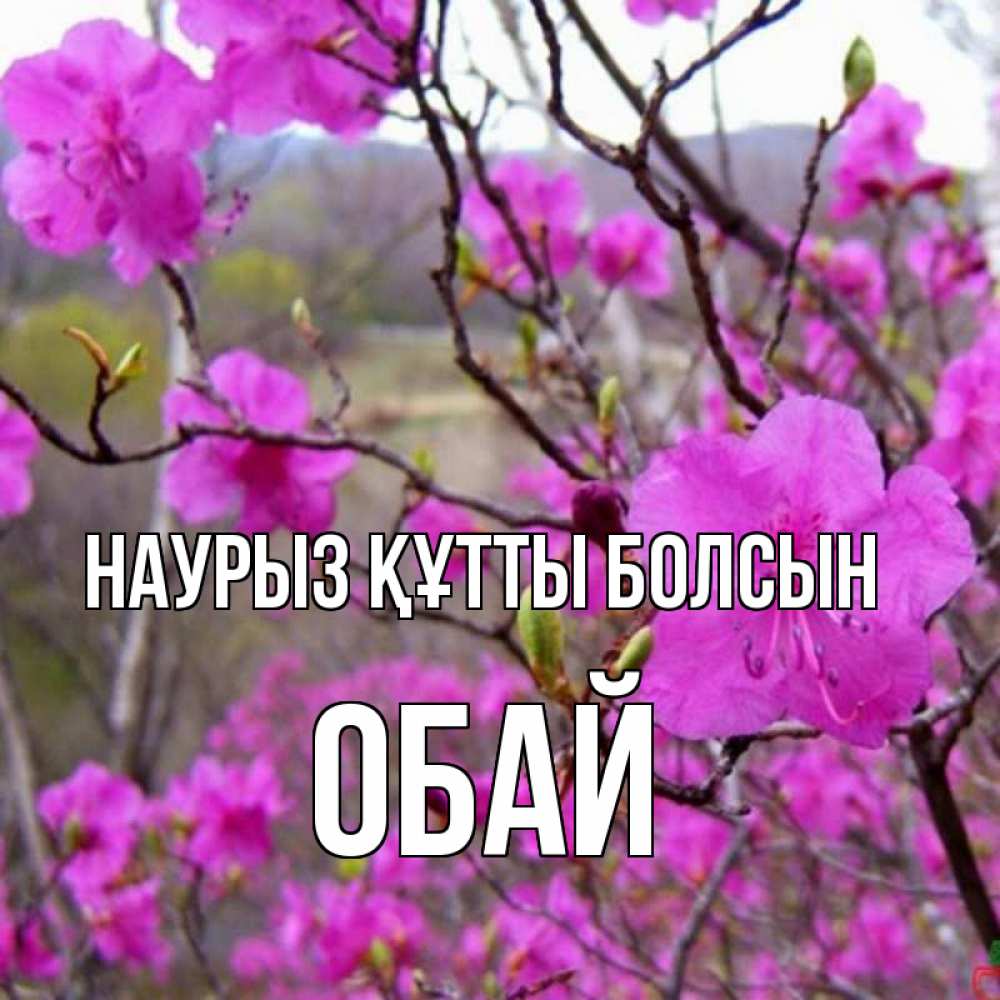 Күн сайын ашық хат с именем, ОБАЙ Наурыз құтты болсын наурыз мейрамы кутты болсын Онлайн тегін жүктеп алу тілектері бар керемет карта 