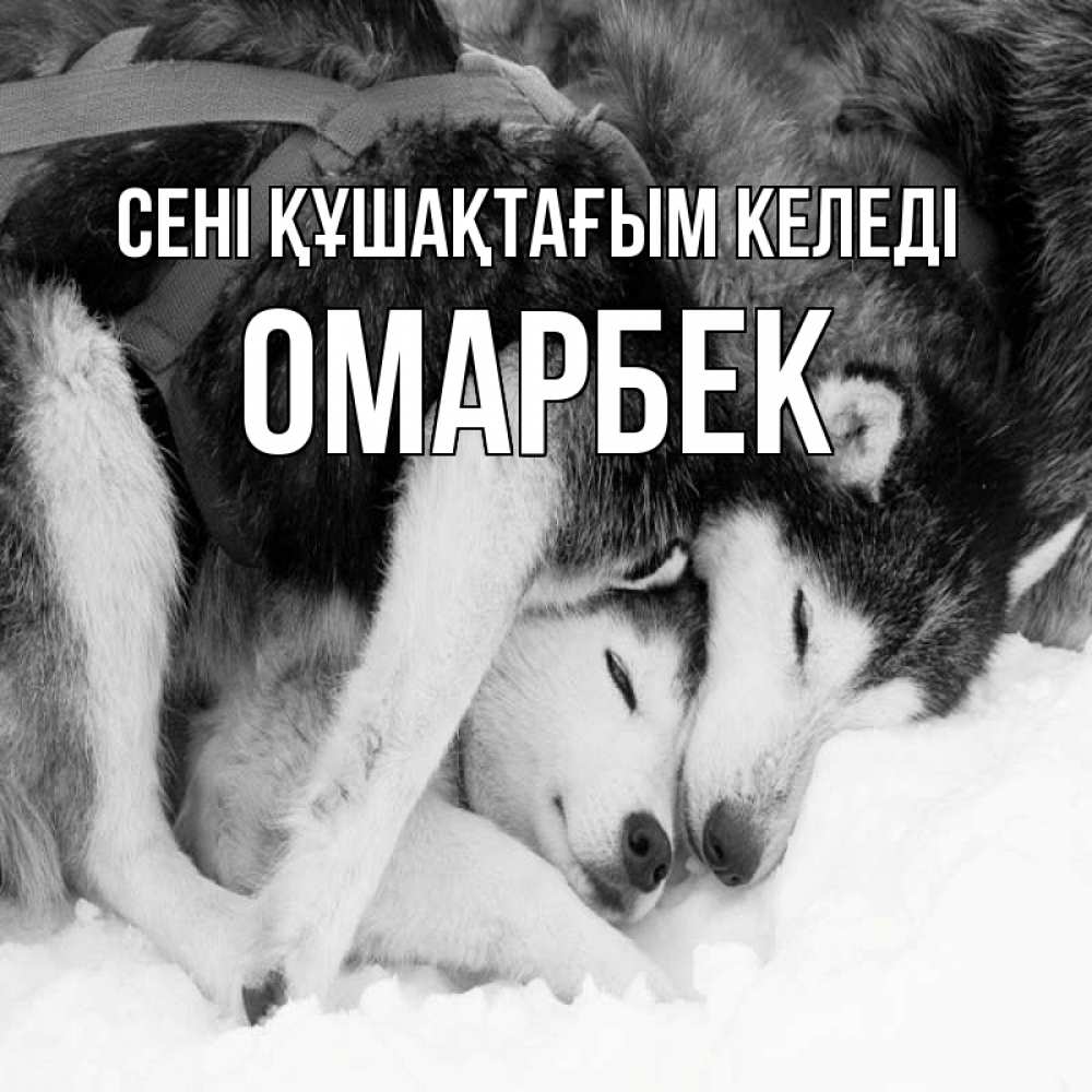 Күн сайын ашық хат с именем, ОМАРБЕК сені құшақтағым келеді собачки в упряжке Онлайн тегін жүктеп алу тілектері бар керемет карта 