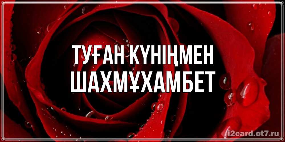 Күн сайын ашық хат с именем, ШАХМҰХАМБЕТ Туған күніңмен крупная бордовая роза Онлайн тегін жүктеп алу тілектері бар керемет карта 