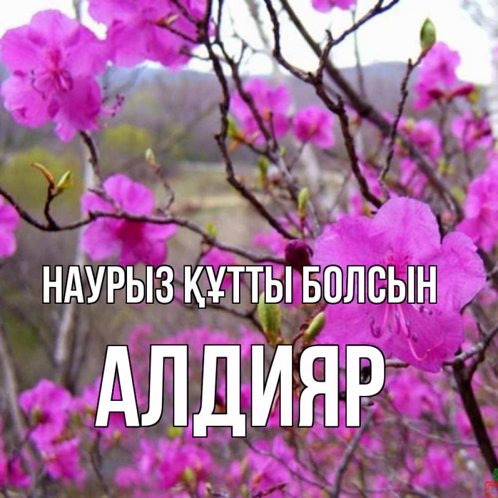 Күн сайын ашық хат с именем, Алдияр Наурыз құтты болсын наурыз мейрамы кутты болсын Онлайн тегін жүктеп алу тілектері бар керемет карта 