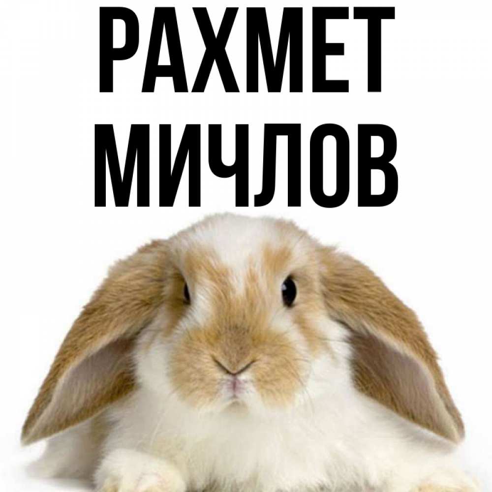 Күн сайын ашық хат с именем, Мичлов рахмет коричнево белый заяц Онлайн тегін жүктеп алу тілектері бар керемет карта 
