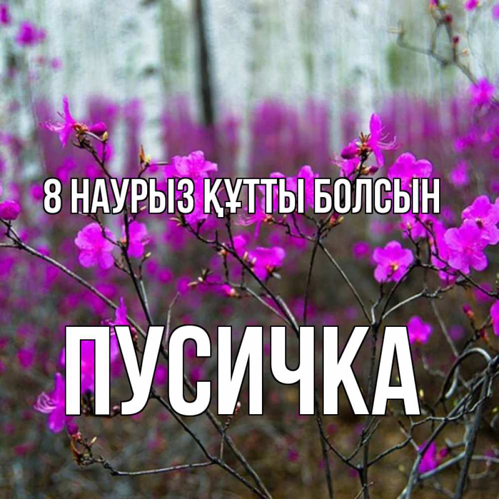 Күн сайын ашық хат с именем, Пусичка 8 наурыз құтты болсын дикие цветы Онлайн тегін жүктеп алу тілектері бар керемет карта 