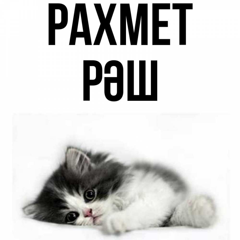Күн сайын ашық хат с именем, РӘШ рахмет черный и белый кот Онлайн тегін жүктеп алу тілектері бар керемет карта 