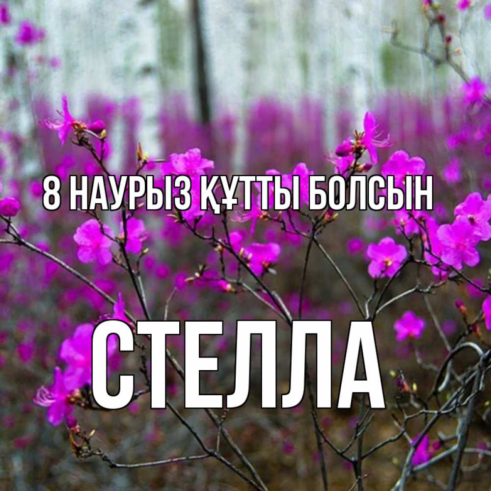 Күн сайын ашық хат с именем, Стелла 8 наурыз құтты болсын дикие цветы Онлайн тегін жүктеп алу тілектері бар керемет карта 