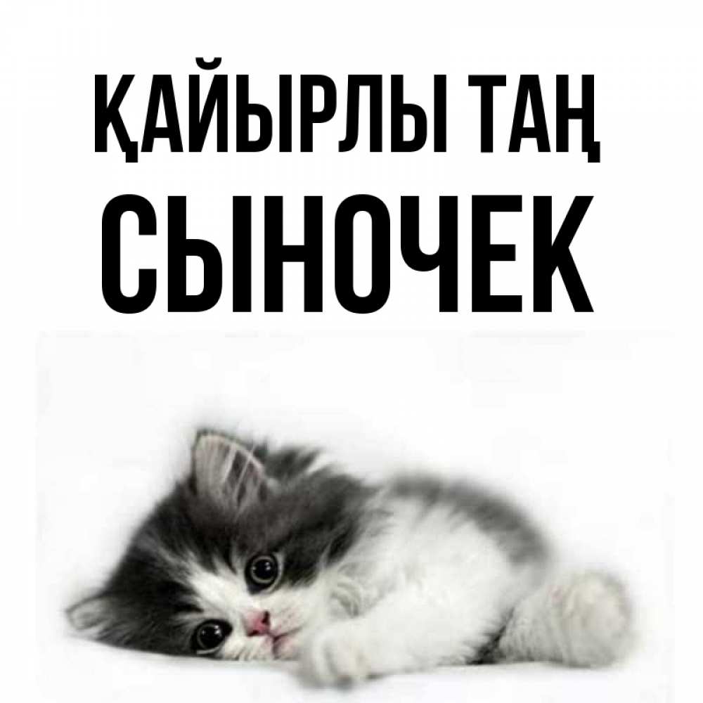 Күн сайын ашық хат с именем, Сыночек Қайырлы таң кот лапки Онлайн тегін жүктеп алу тілектері бар керемет карта 