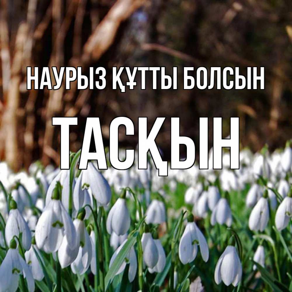 Күн сайын ашық хат с именем, ТАСҚЫН Наурыз құтты болсын с подснежниками 1 Онлайн тегін жүктеп алу тілектері бар керемет карта 